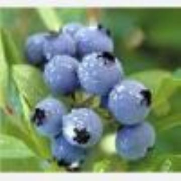  Blueberry Anthocyanin,Blueberry Extract